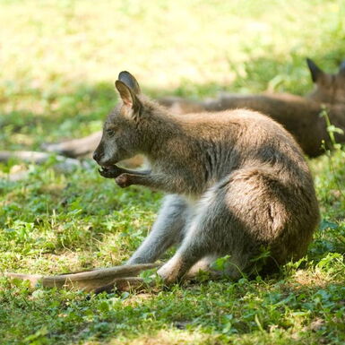 Känguru auf einer Wiese im Tierpark Bad Liebenstein