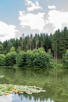Landschaftsaufnahme Teichanlage Stilles Tal mit Seerosen und wäldlicher Umgebung